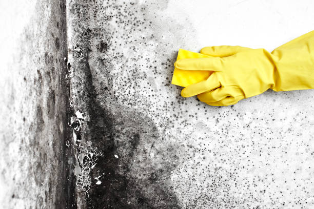 Mold Remediation for Rental Properties in Rocky Mount, NC