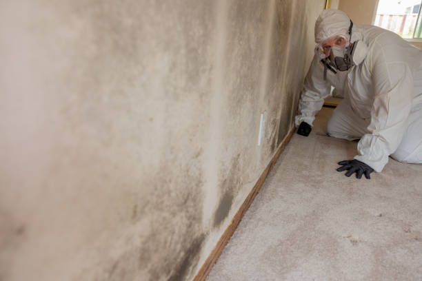 Best Attic Mold Removal  in Rocky Mount, NC